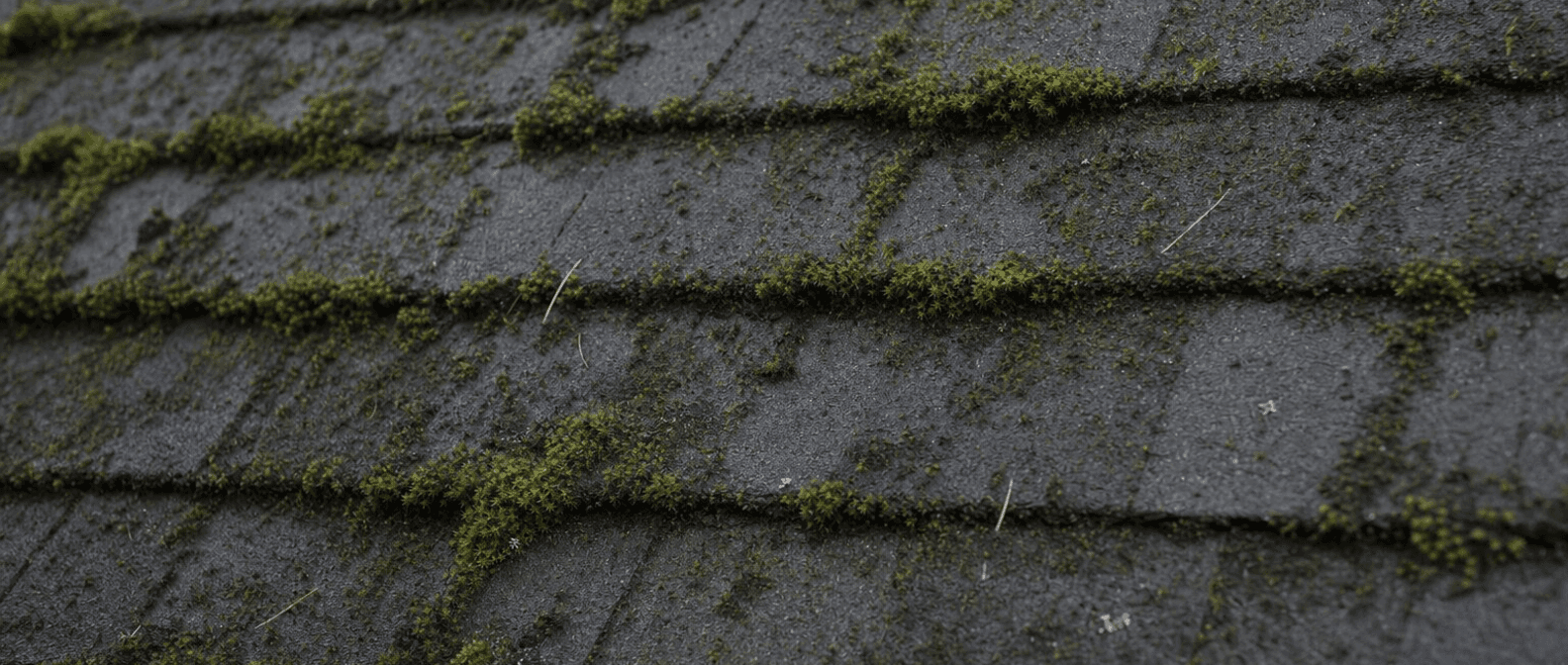 How Moss and Algae Damage Your Wisconsin Roof Over Time